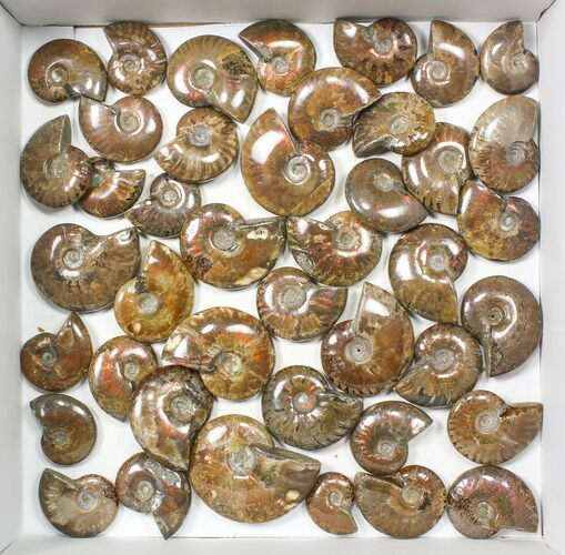Lot: kg Iridescent, Red Flash Ammonites (-) - Pieces #82474